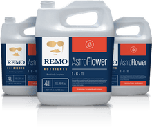  Remo Astro Flower